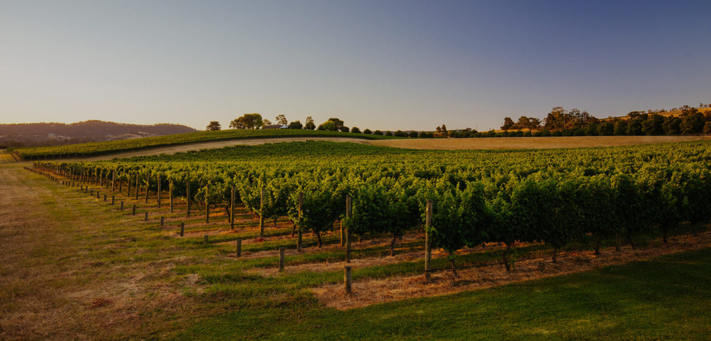 Rows of grapevines stretch across a lush green vineyard under a clear blue sky at sunset, with gently rolling hills and scattered trees in the background.